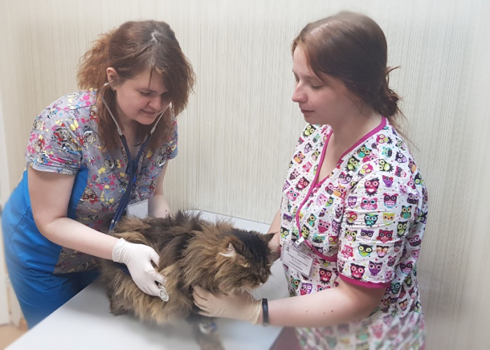 Терапия для животных, ветеринарная клиника Водолей